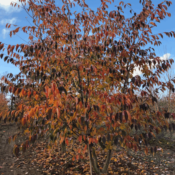 PRUNUS 'Accolade' – Image 7