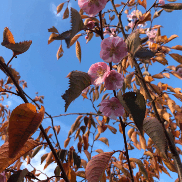PRUNUS 'Accolade' – Image 8