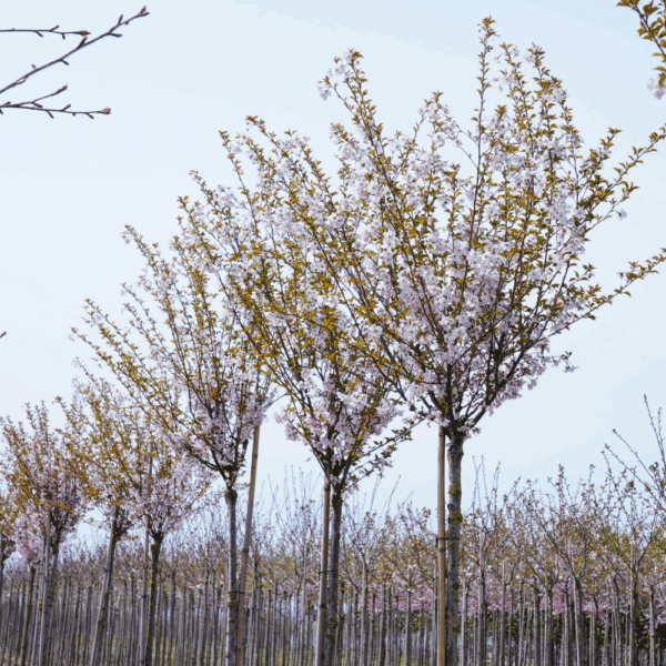 PRUNUS 'Pandora' – Image 2