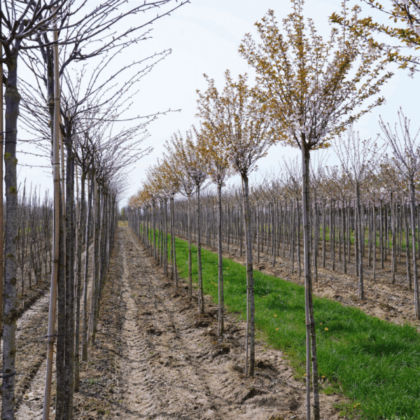 PRUNUS 'Pandora' – Image 3