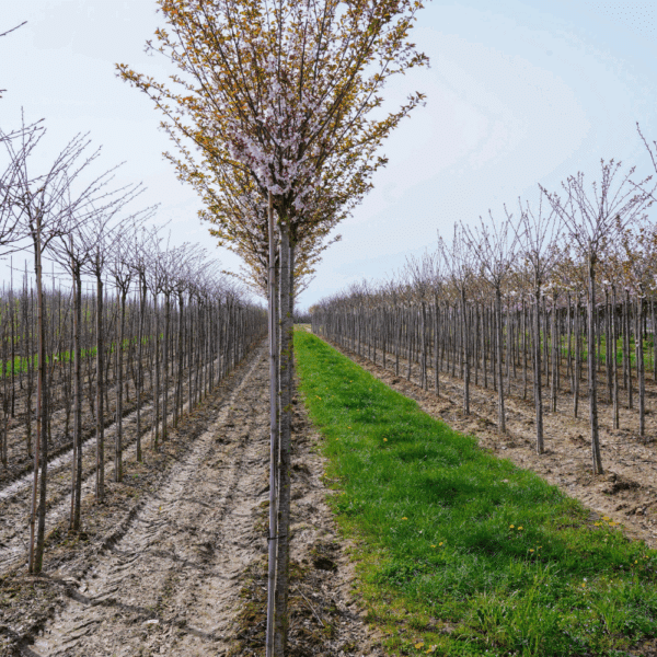 PRUNUS 'Pandora' – Image 7