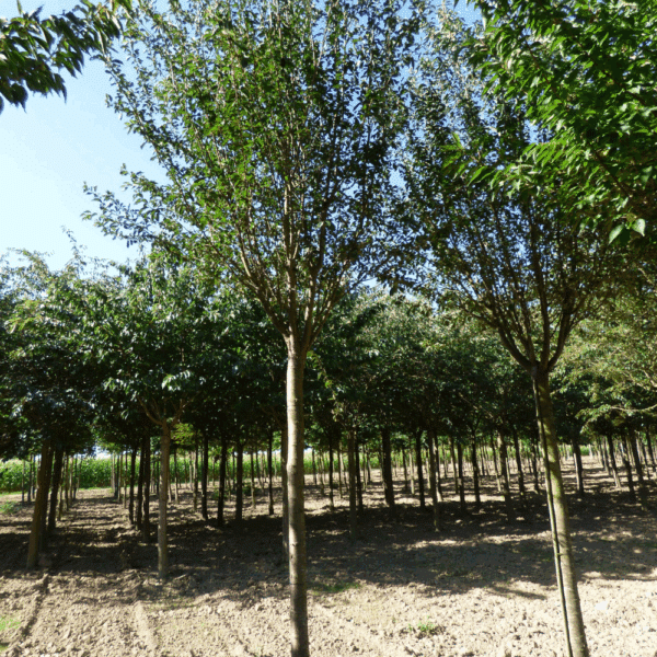 PRUNUS 'Pandora' – Image 8