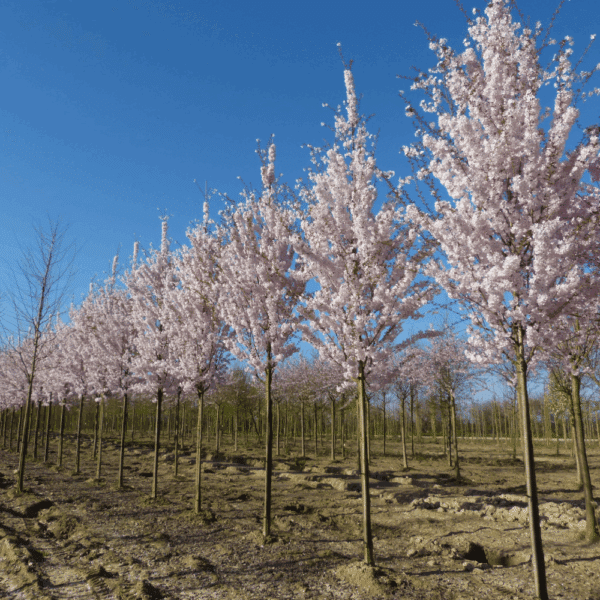PRUNUS 'Pandora' – Image 6