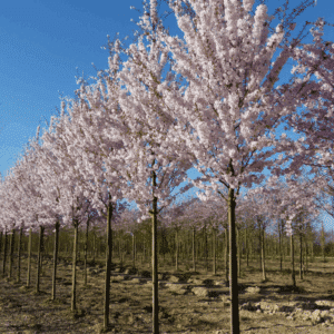 PRUNUS 'Pandora'