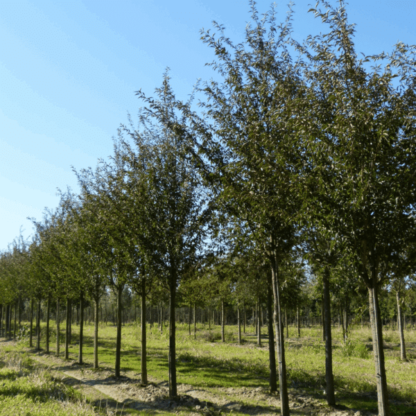 PRUNUS 'Pandora' – Image 4
