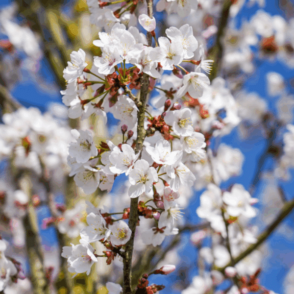 PRUNUS 'Spire' – Image 3