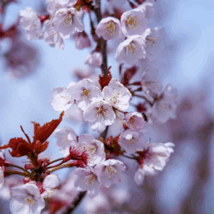 PRUNUS 'Spire'