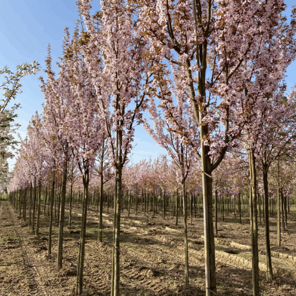 PRUNUS 'Spire' – Image 2