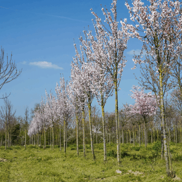 PRUNUS 'Spire' – Image 7