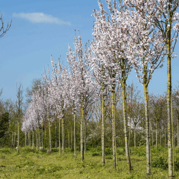 PRUNUS 'Spire' – Image 4