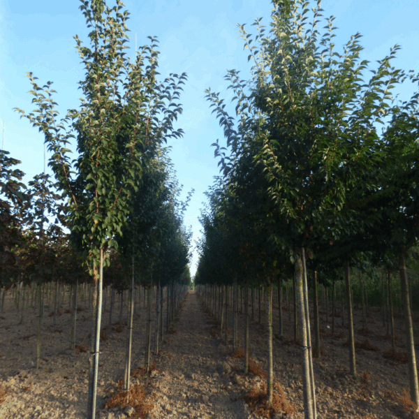 PRUNUS 'Spire' – Image 8