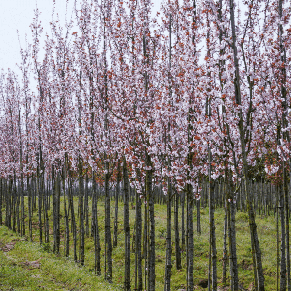 PRUNUS 'Spire' – Image 5