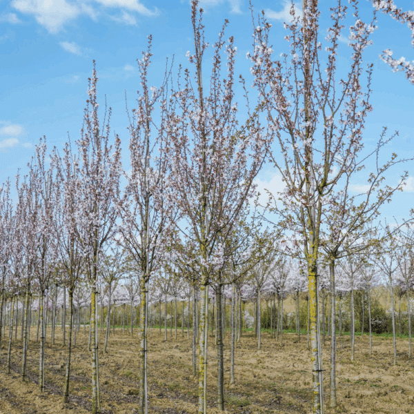 PRUNUS 'Spire' – Image 9