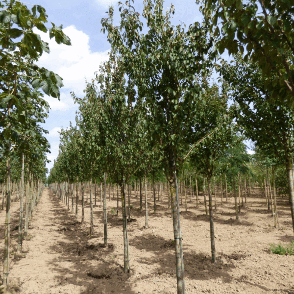 PRUNUS 'Spire' – Image 6