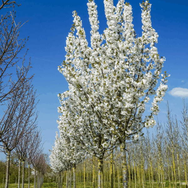 PRUNUS 'Umineko' – Image 6
