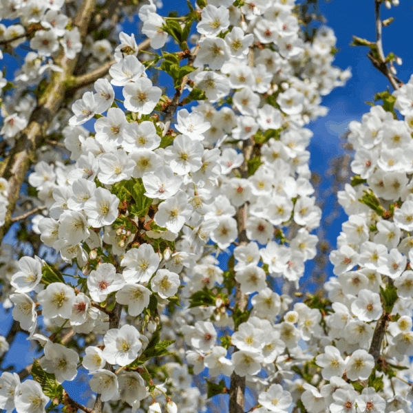 PRUNUS 'Umineko' – Image 3