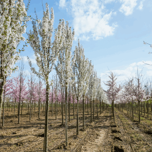 PRUNUS 'Umineko' – Image 4