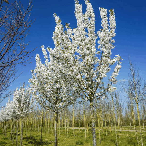 PRUNUS 'Umineko' – Image 2