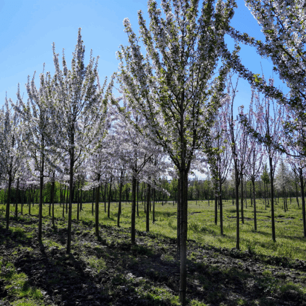 PRUNUS 'Umineko' – Image 9