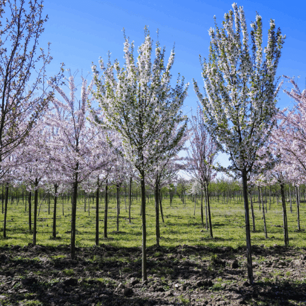 PRUNUS 'Umineko' – Image 5