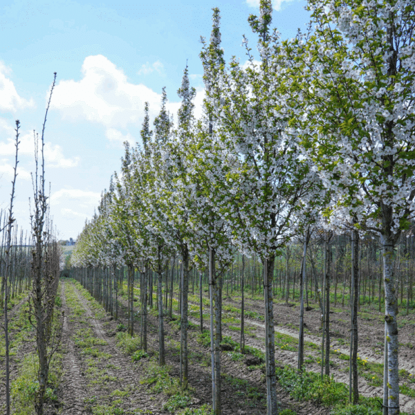 PRUNUS 'Umineko' – Image 7