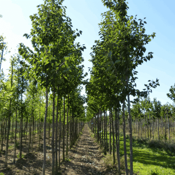 PRUNUS avium – Image 9