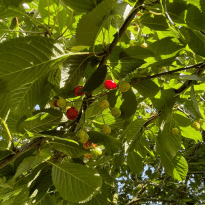 PRUNUS avium