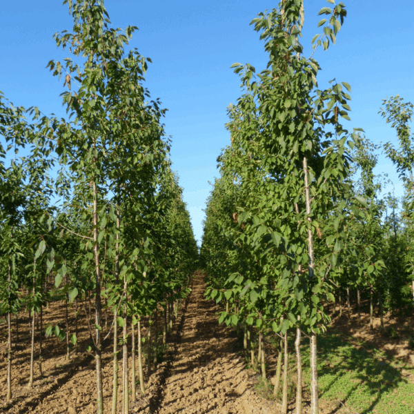 PRUNUS avium – Image 2