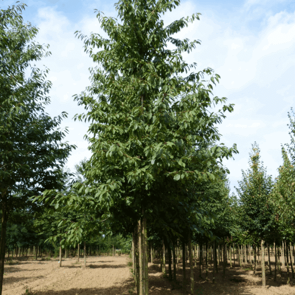 PRUNUS avium – Image 8
