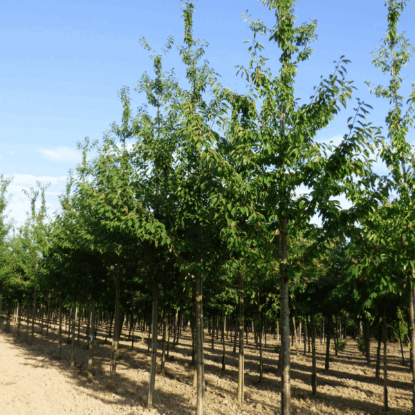 PRUNUS avium – Image 7