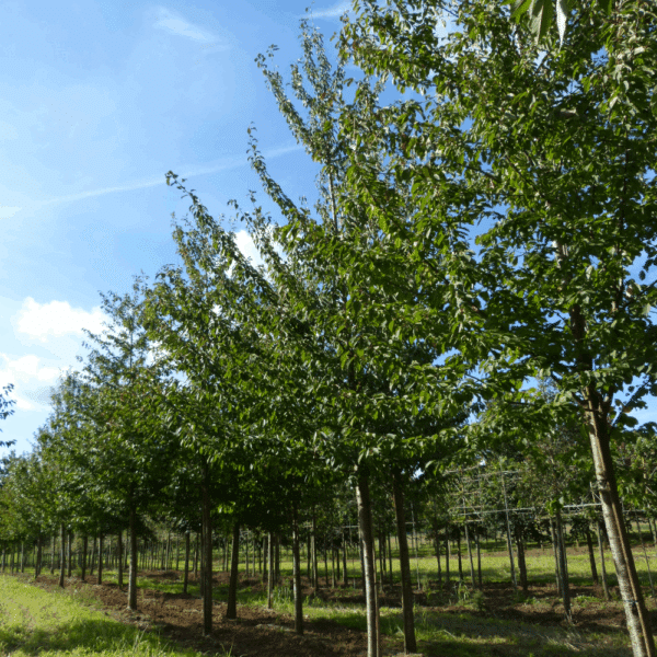 PRUNUS avium – Image 6