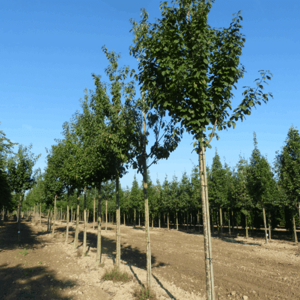 PRUNUS avium – Image 3