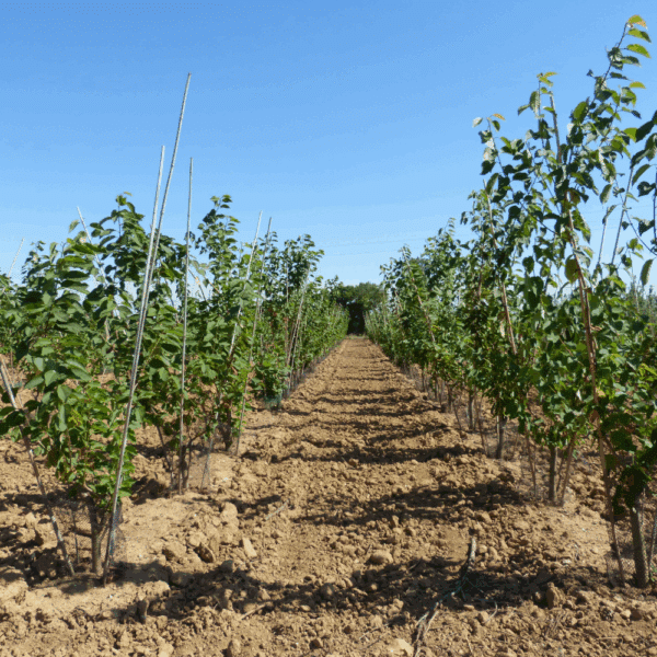 PRUNUS avium – Image 10