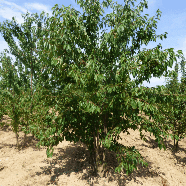 PRUNUS avium – Image 5