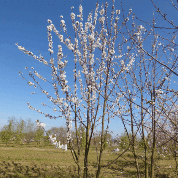 PRUNUS avium – Image 4