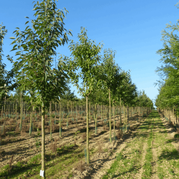PRUNUS avium 'Plena' – Image 4