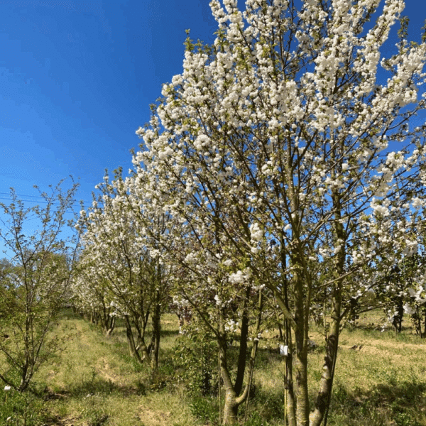 PRUNUS avium 'Plena' – Image 2