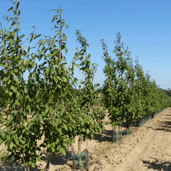 PRUNUS avium 'Plena' – Image 7