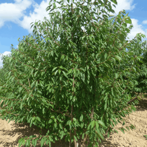 PRUNUS avium 'Plena' – Image 6
