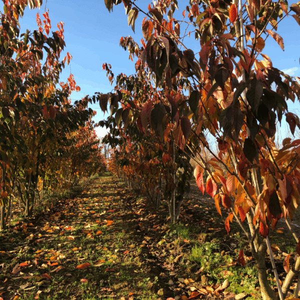 PRUNUS avium 'Plena' – Image 8