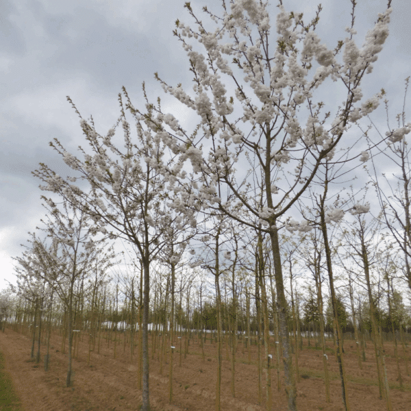 PRUNUS avium 'Plena' – Image 3