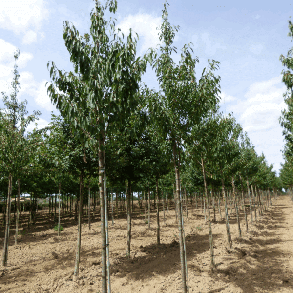 PRUNUS avium 'Plena' – Image 10