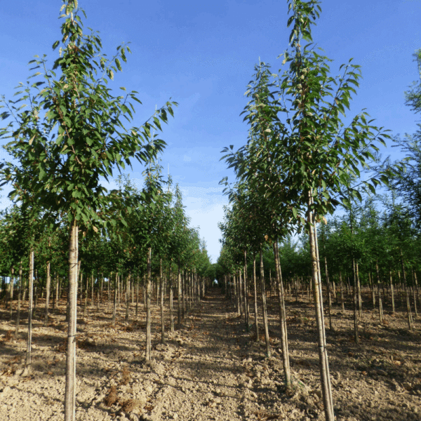 PRUNUS avium 'Plena' – Image 5