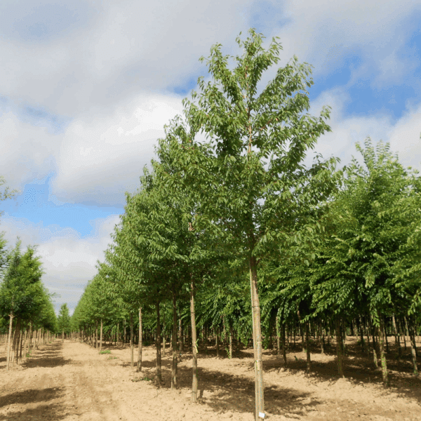 PRUNUS avium 'Plena' – Image 9