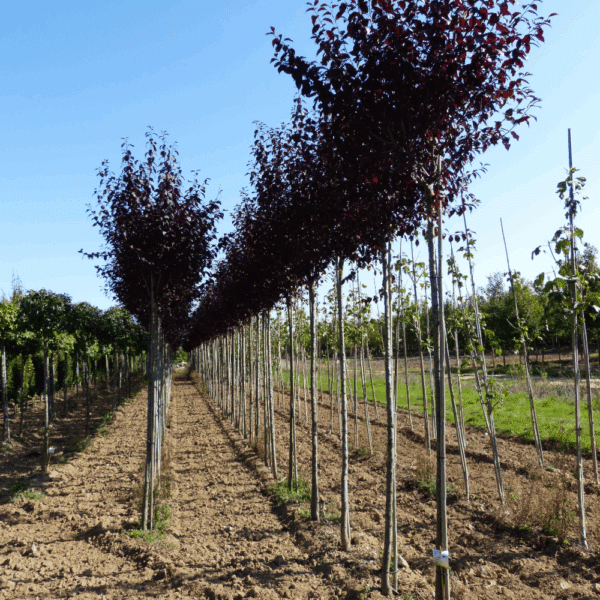 PRUNUS cerasifera 'Nigra' – Image 2