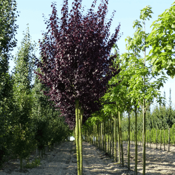 PRUNUS cerasifera 'Nigra' – Image 3