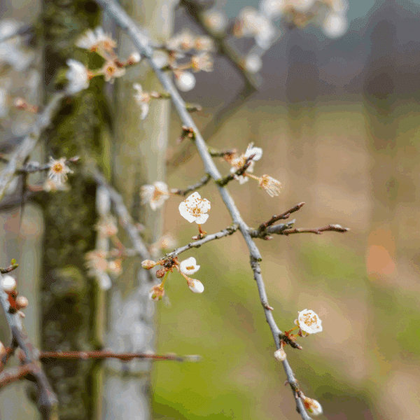 PRUNUS cerasifera – Image 4