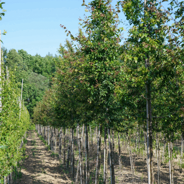 PRUNUS cerasifera – Image 2