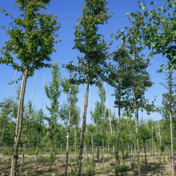 PRUNUS cerasifera – Image 3