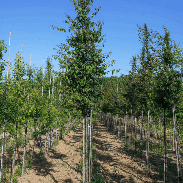 PRUNUS cerasifera – Image 5